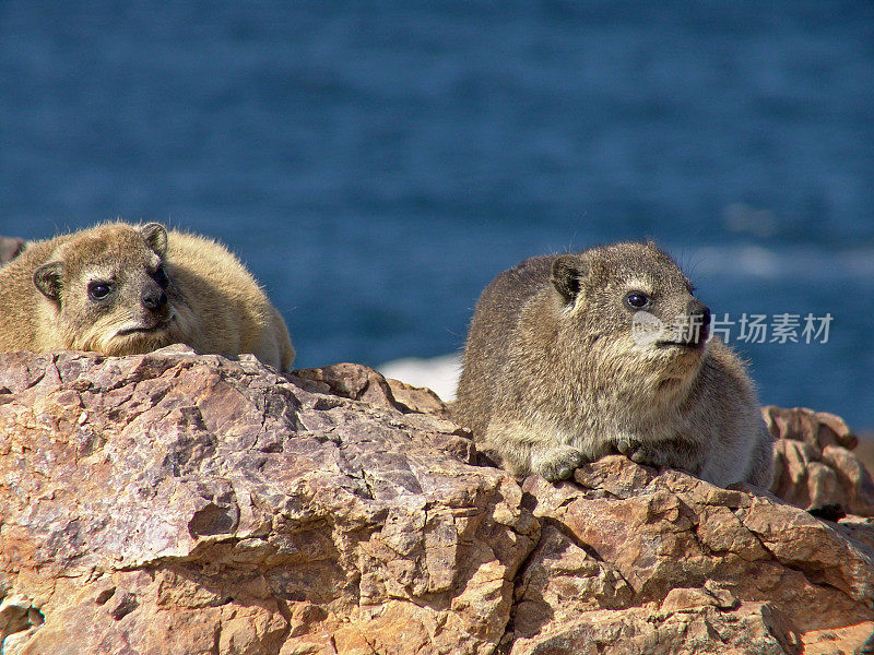 Rock Dassies或Hyrax